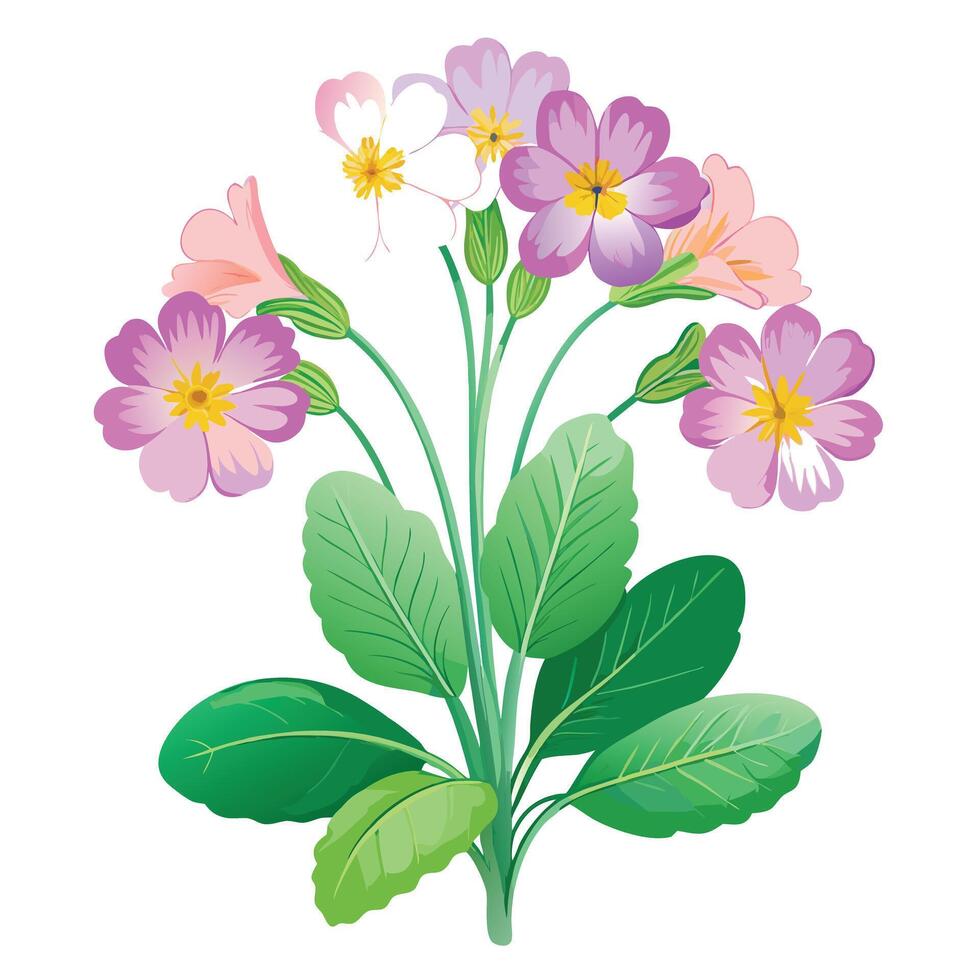 Botanical Illustration of a Delicate Primrose Plant in Full Bloom with Green Leaves and Stems vector