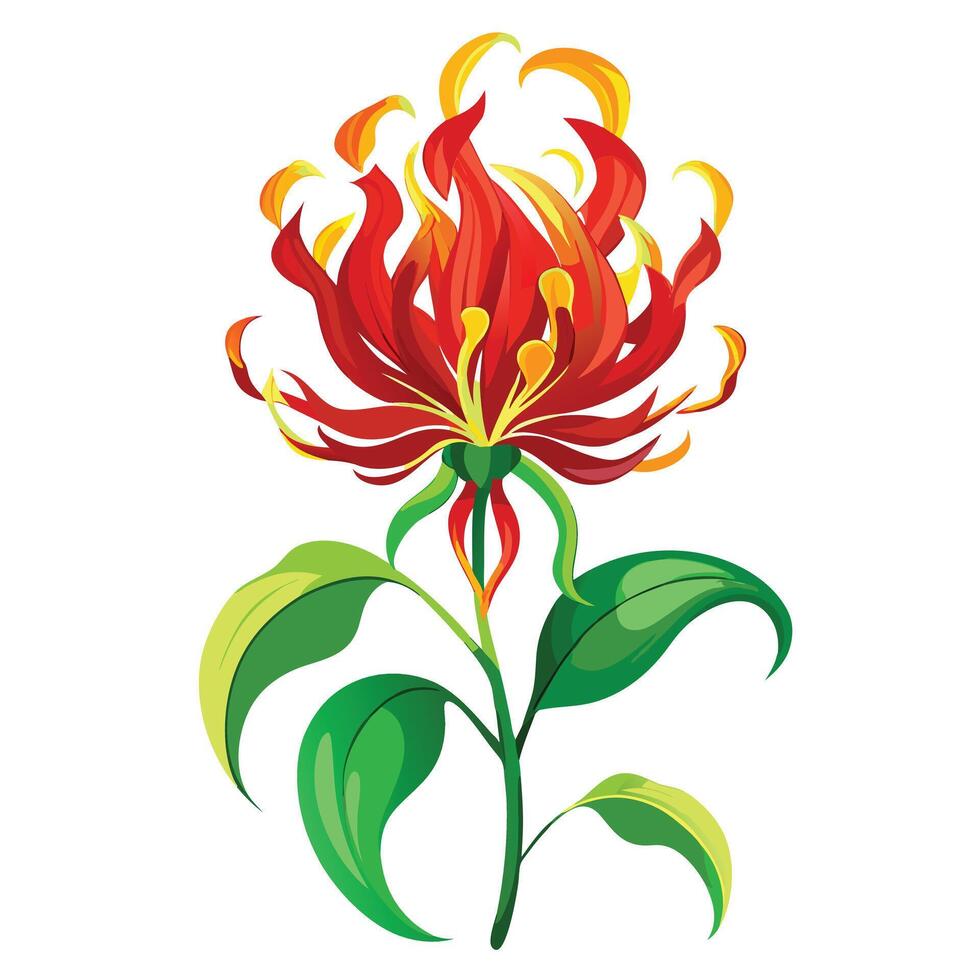 Botanical Illustration of a Flame Lily Plant in Full Bloom with Green Leaves and Stems vector