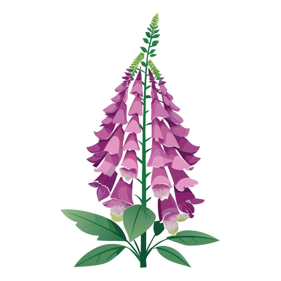 Botanical Illustration of a Foxglove Plant in Full Bloom with Green Leaves and Stems vector