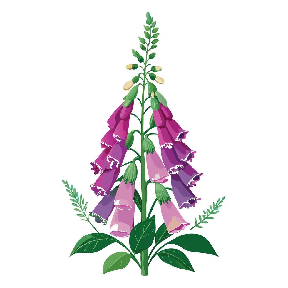 Beautiful Foxglove Plant with Tall Stems and Flowers vector