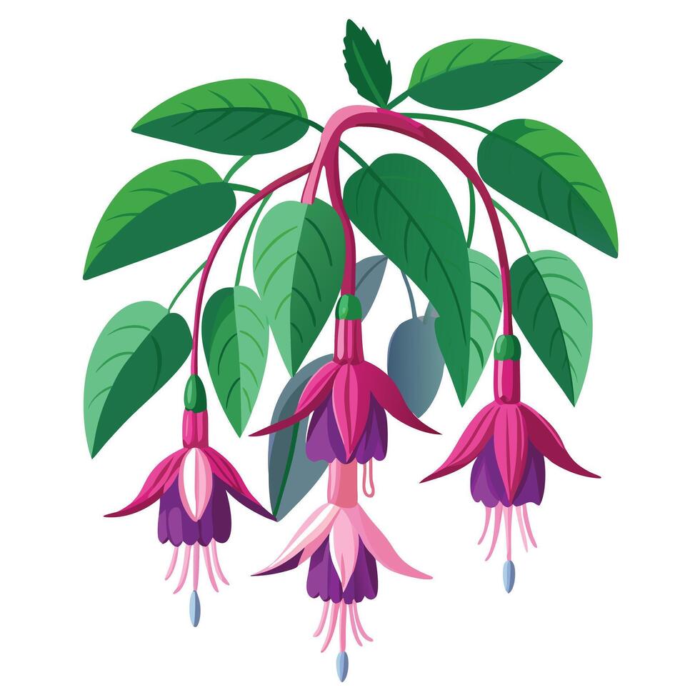 Botanical Illustration of a Fuchsia Plant in Full Bloom with Green Leaves and Stems vector
