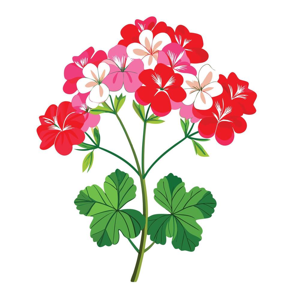 Botanical Illustration of a Geranium Plant in Full Bloom with Green Leaves and Stems vector