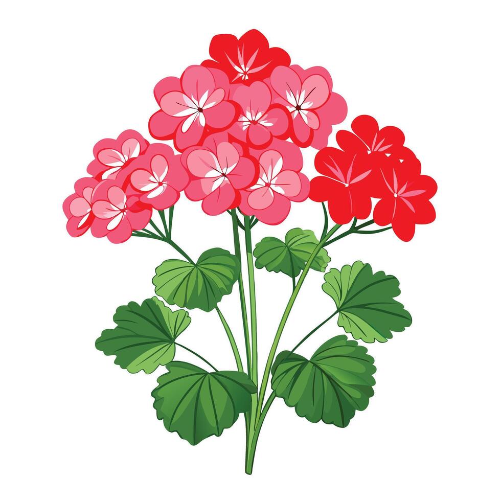 Beautiful Geranium Plant with Pink Flowers and Leaves vector