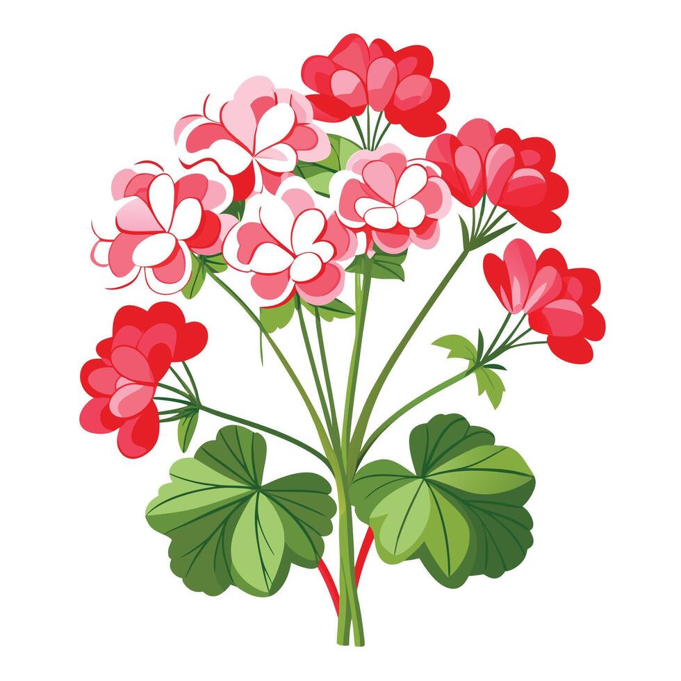 Vibrant Geranium Plant with Brightly Colored Flowers and Leaves in a Natural Setting vector