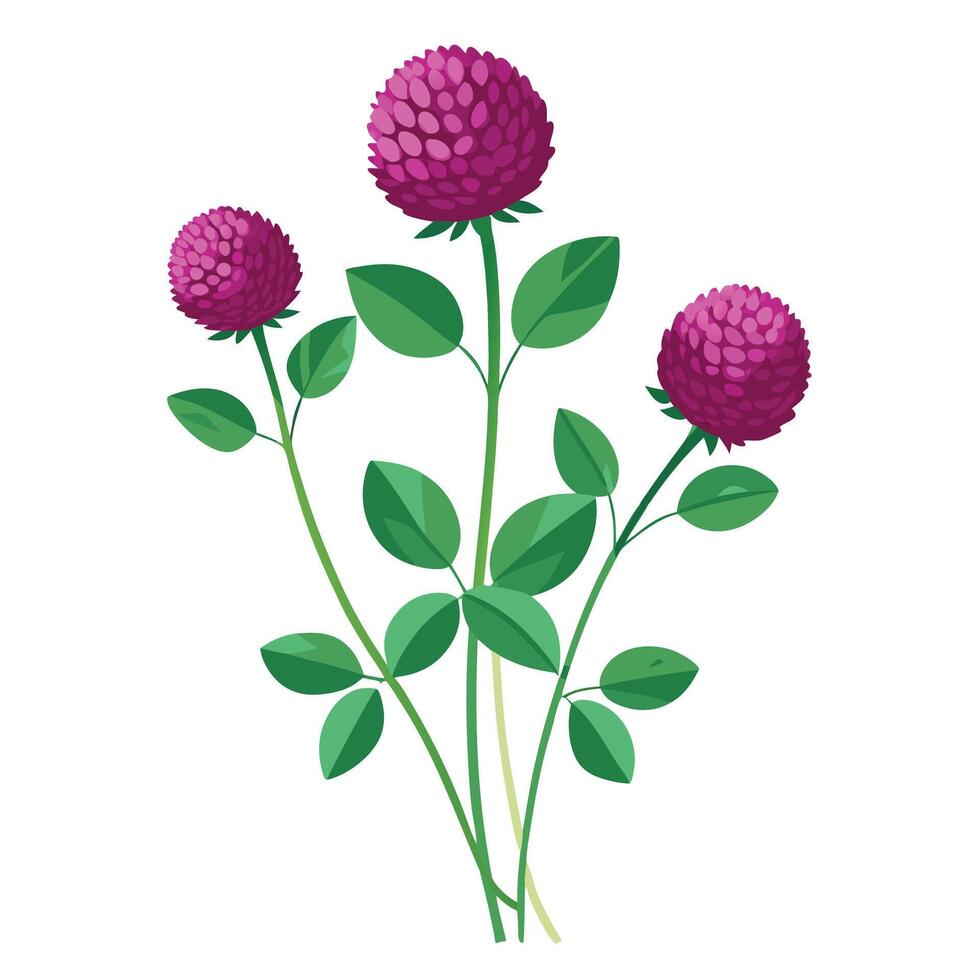 Beautiful Globe Amaranth Plant with Purple Flowers and Leaves vector