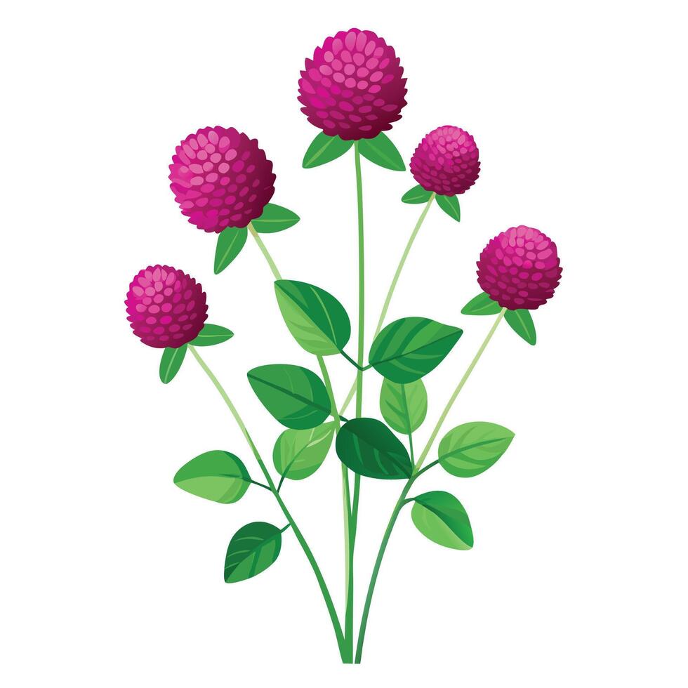 Botanical Illustration of a Globe Amaranth Plant in Full Bloom with Green Leaves and Stems vector