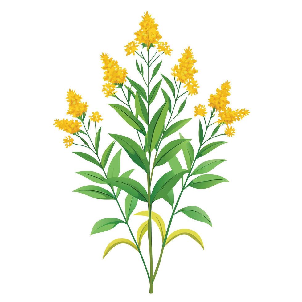 Intricate Details of a Goldenrod Plant in a Natural Setting with Wildflowers and Butterflies Isollated on White Background vector