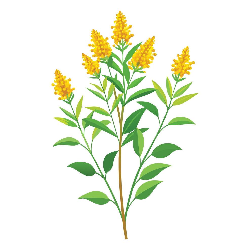 Vibrant Goldenrod Plant with Brightly Colored Flowers and Leaves in a Natural Setting Isollated on White Background vector