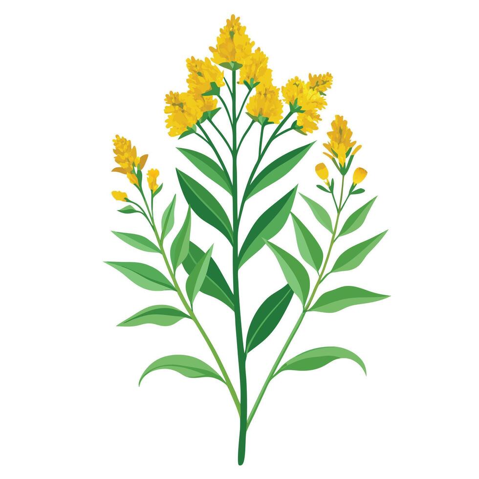 Beautiful Goldenrod Plant with Yellow Flowers and Leaves Isollated on White Background vector