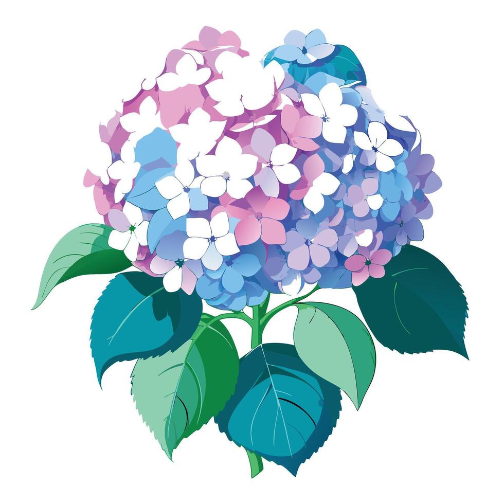 Botanical Illustration of a Hydrangea Plant in Full Bloom with Green Leaves and Stems vector