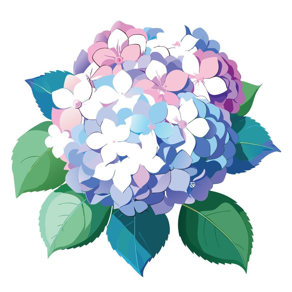 Beautiful Hydrangea Plant with Large Flowers and Leaves vector