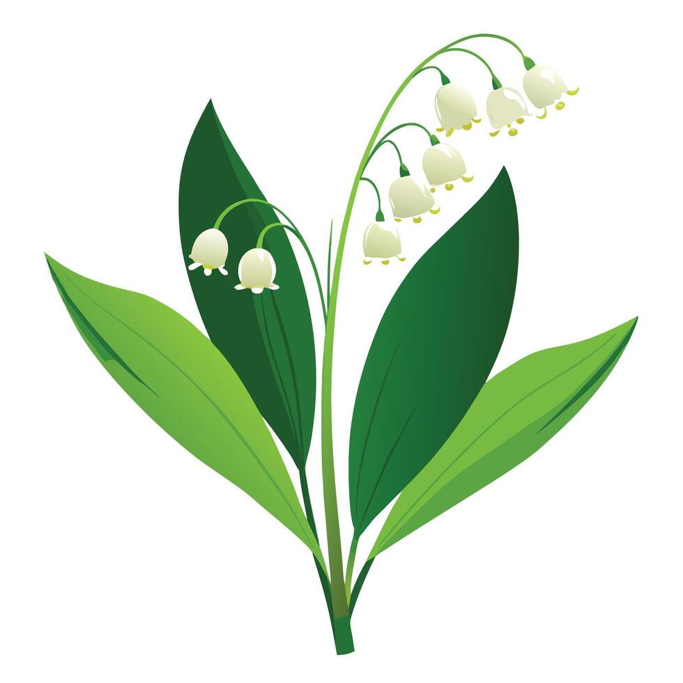 Botanical Illustration of a Lily of the Valley Plant in Full Bloom with Green Leaves and Stems vector
