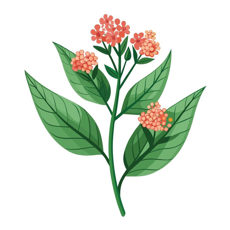 Milkweed Plant with Purple Flowers and Green Leaves in a Garden Setting vector
