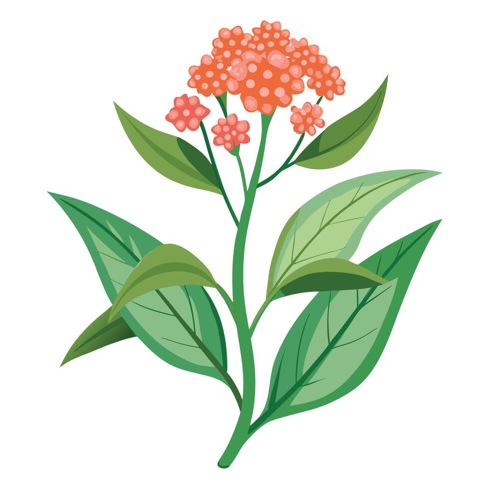 Milkweed Plant with Yellow Flowers and Green Leaves in a Garden Setting vector