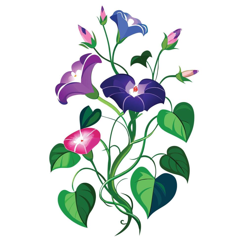 Detailed Illustration of a Morning Glory Vine with White Petals and Long Stems vector