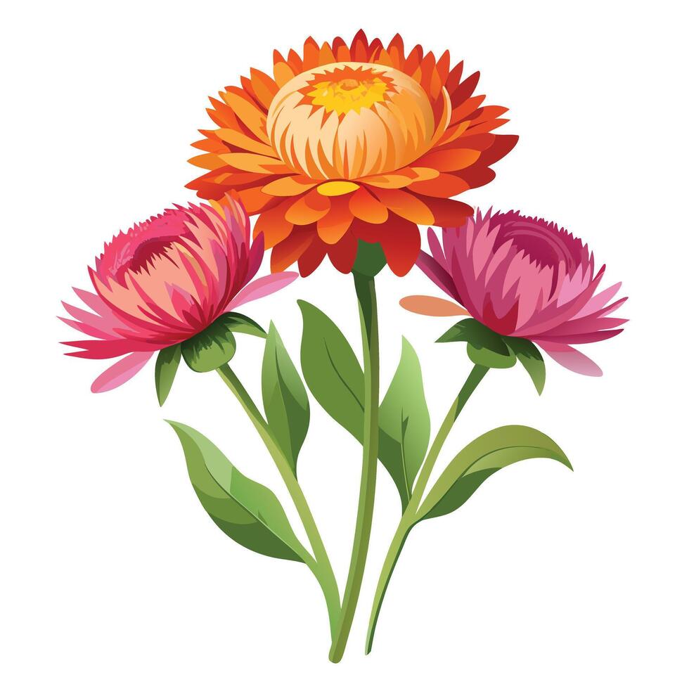 Detailed Illustration of a Paper Daisy with Pink Petals and Green Leaves vector