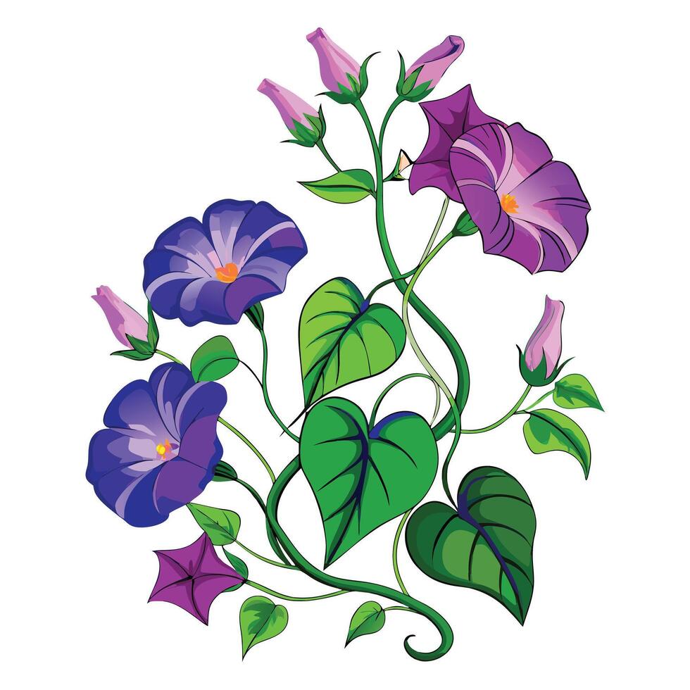 Morning Glory Vine with Purple Flowers and Green Leaves in a Garden Setting vector