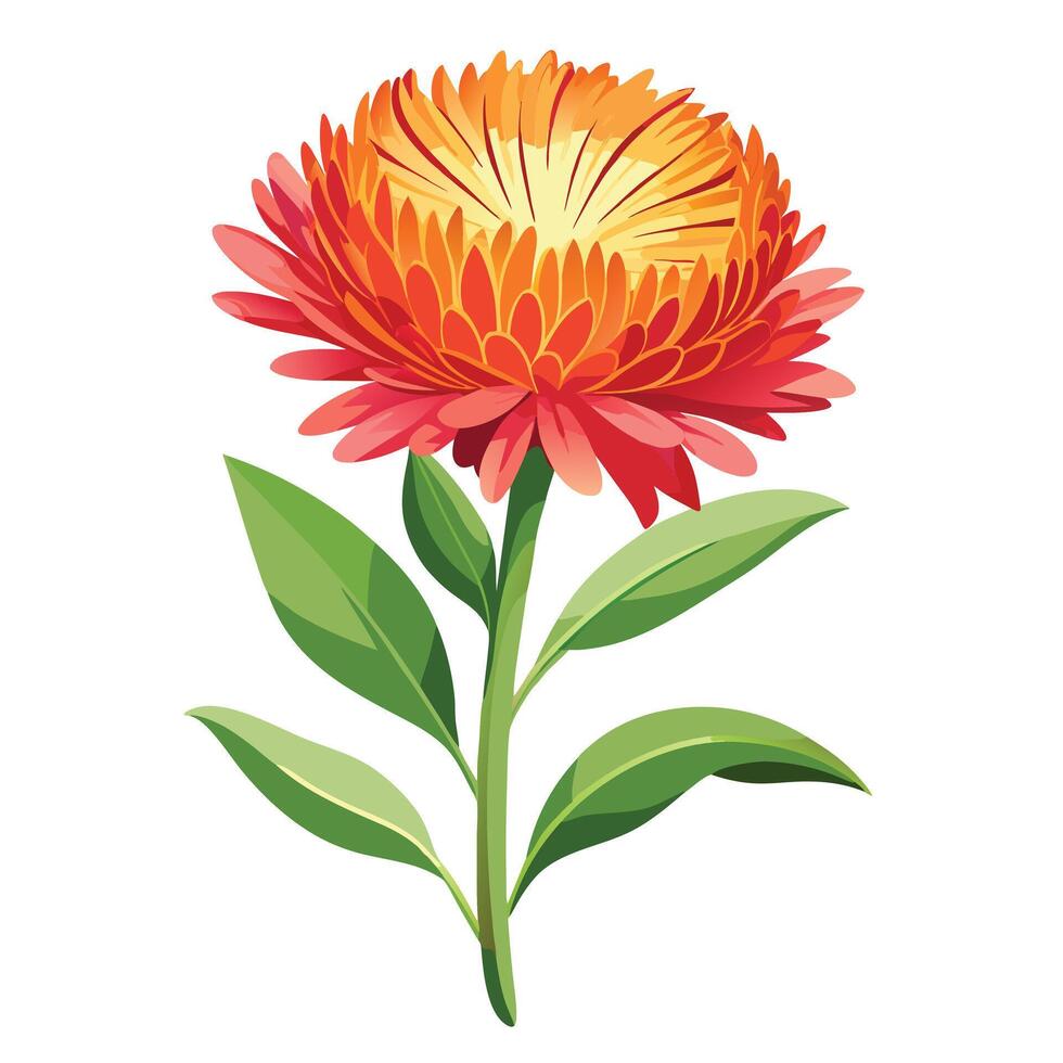 Paper Daisy with Purple Petals and Green Leaves in a Garden Setting vector