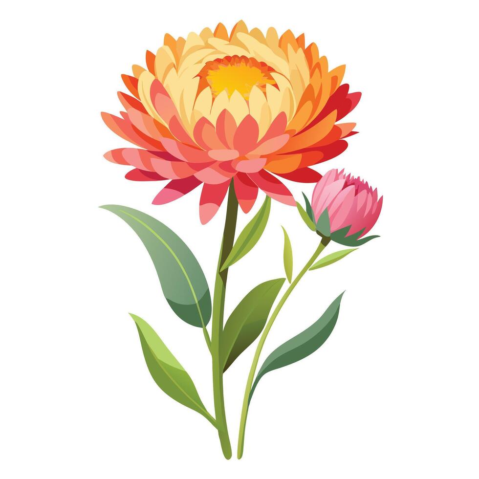 Beautiful Paper Daisy with White Petals and Yellow Centers vector