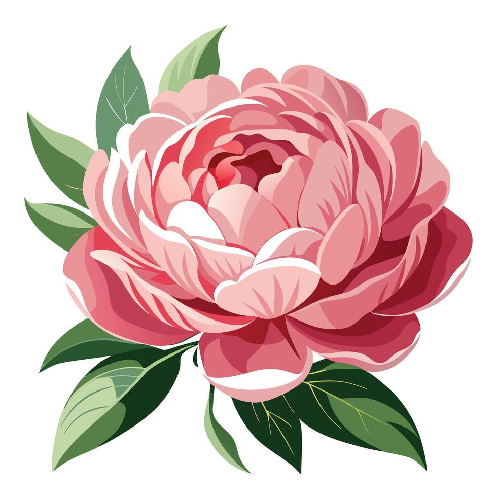 Peony Flower with Pink Flowers and Green Leaves in a Garden Setting vector