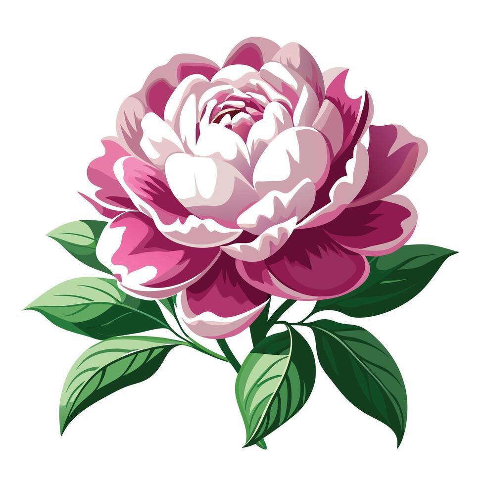 Peony Plant with Purple Flowers and Green Leaves in a Garden Setting vector
