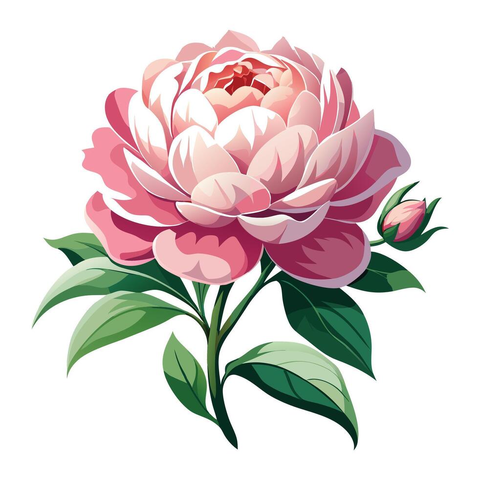Peony Plant with Pink Flowers and Green Leaves in a Garden Setting vector