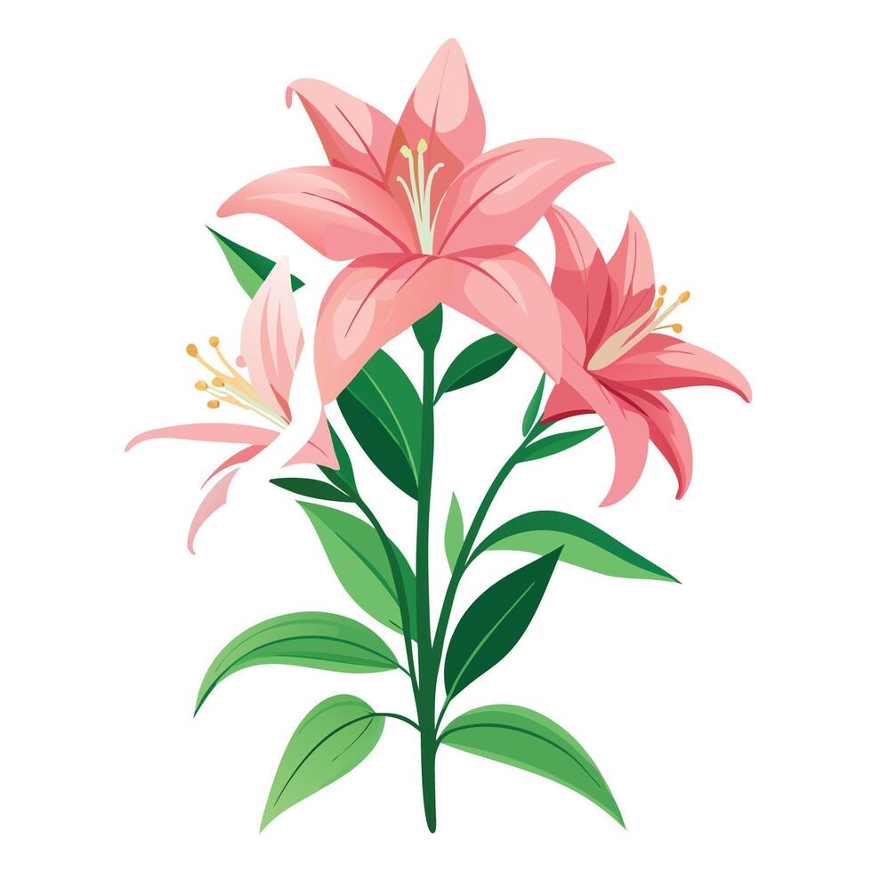 Detailed Illustration of a Pink Lily Plant with White Petals and Long Stems vector