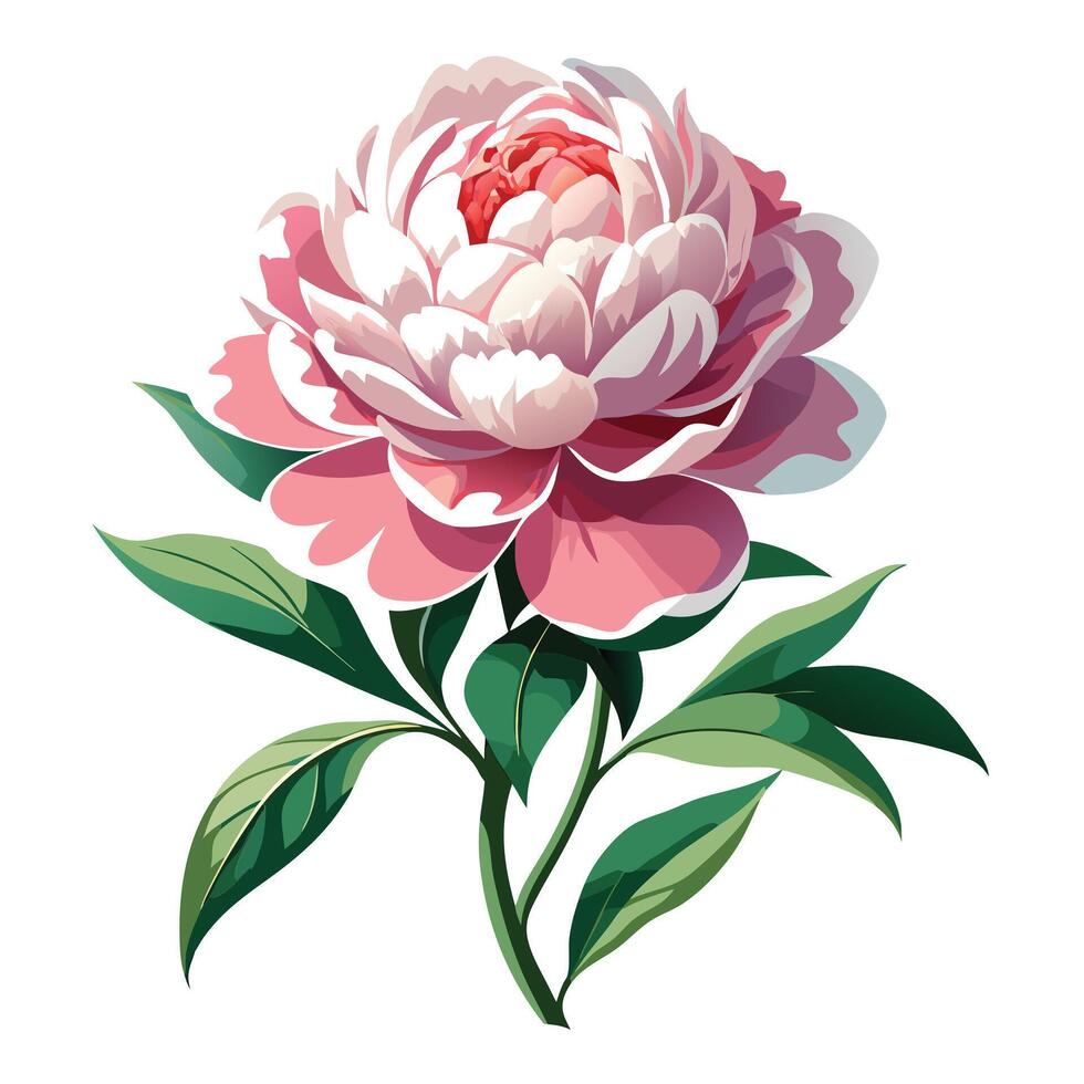 Detailed Illustration of a Peony Plant with White Petals and Long Stems vector