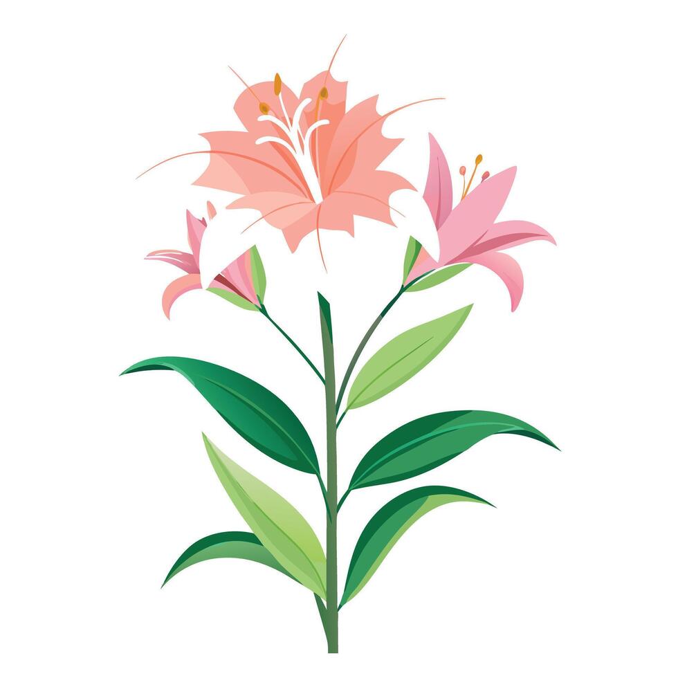 Pink Lily Plant with Yellow Flowers and Green Leaves in a Garden Setting vector