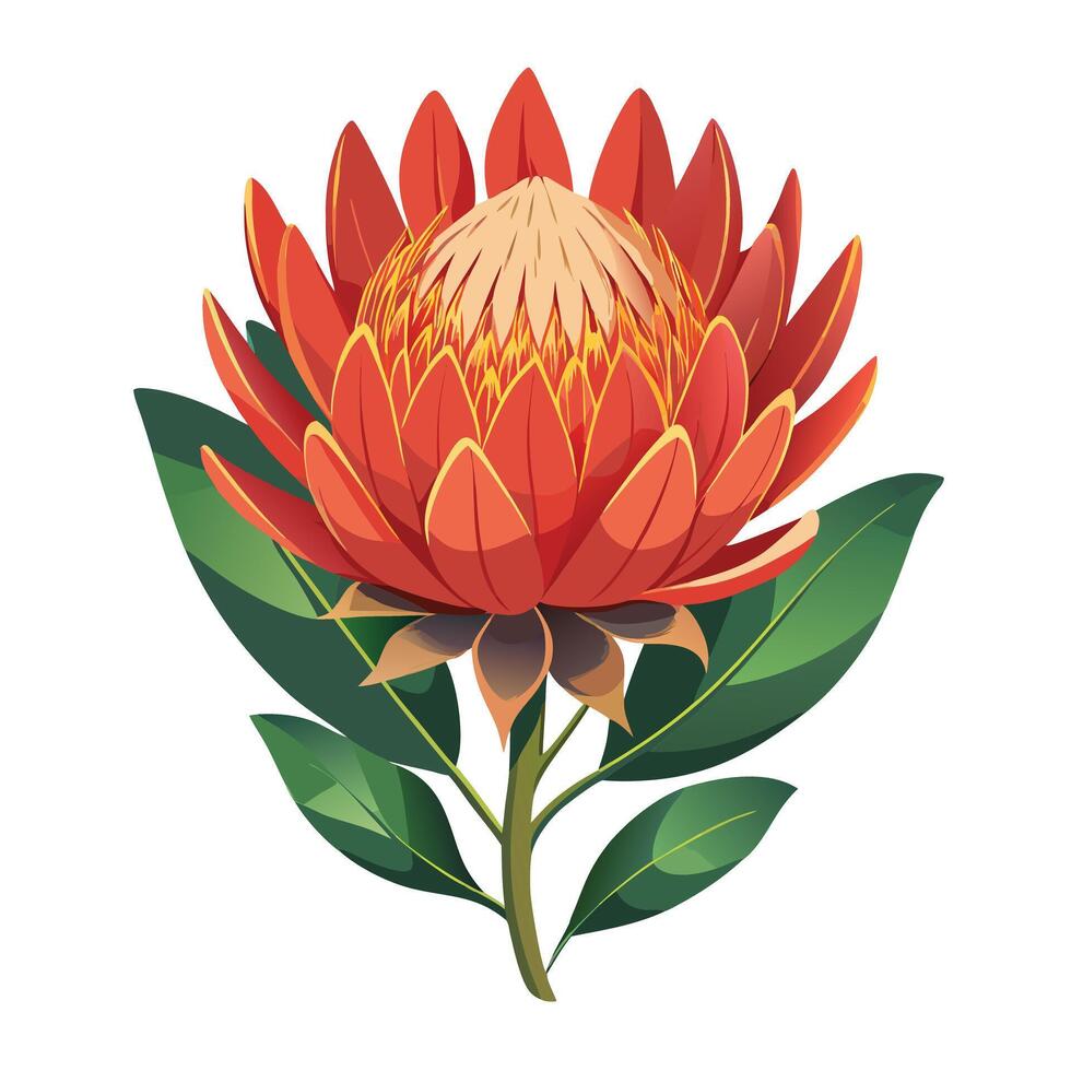 Protea Pincushion Flower with Pink Petals and Green Leaves in a Garden Setting vector