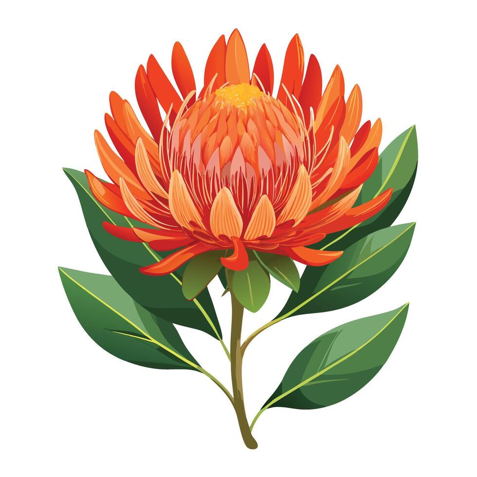 Beautiful Protea Pincushion Flower with Unique Shape and Colorful Petals vector