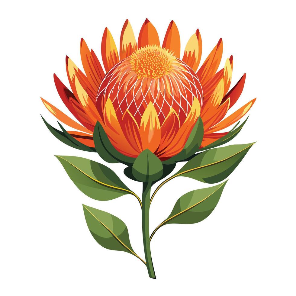 Detailed Illustration of a Protea Pincushion Flower with White Petals and Long Stems vector