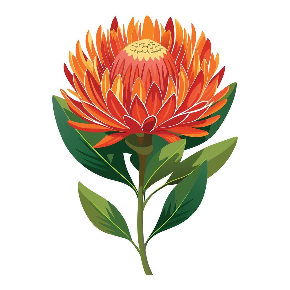Protea Pincushion Flower with Purple Petals and Green Leaves in a Garden Setting vector
