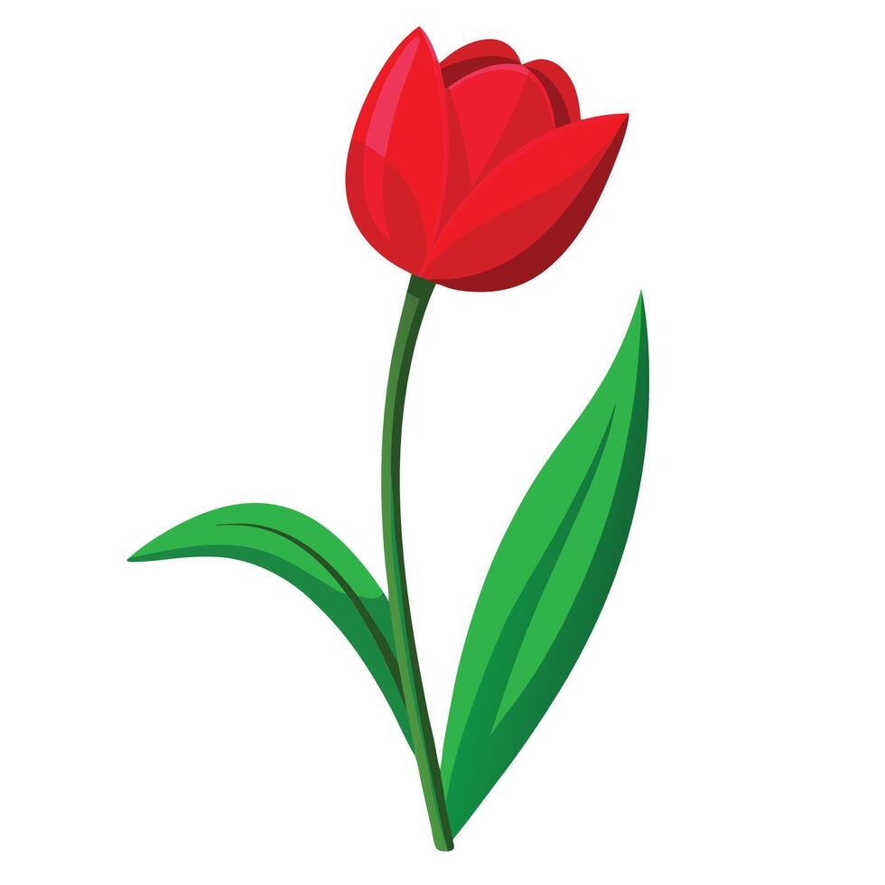 Detailed Illustration of a Red Tulip Plant with White Petals and Long Stems vector