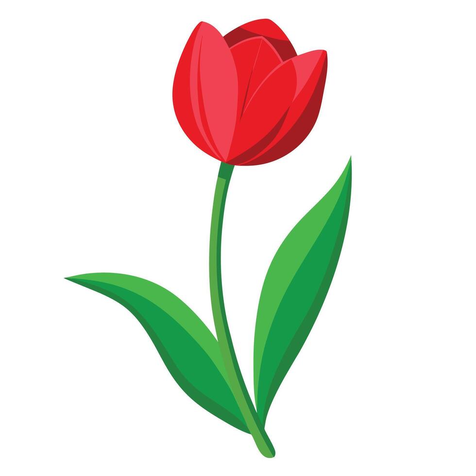 Red Tulip Plant with Pink Flowers and Green Leaves in a Garden Setting vector