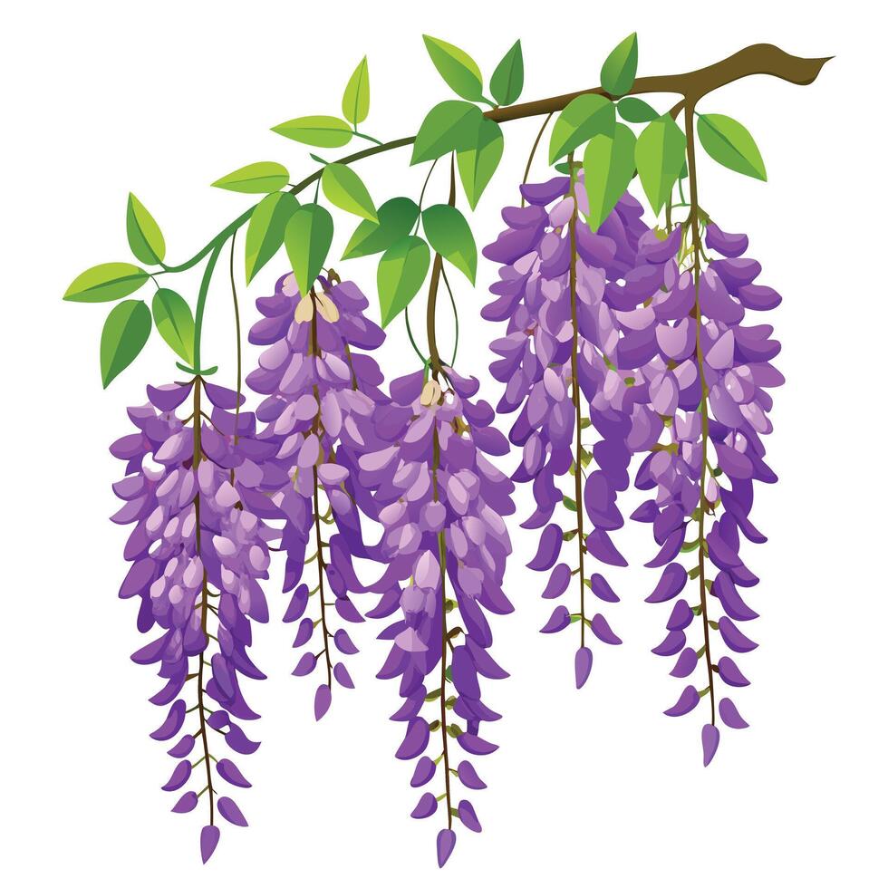 Detailed Illustration of a Rich Purple Wisteria with White Petals and Long Stems vector