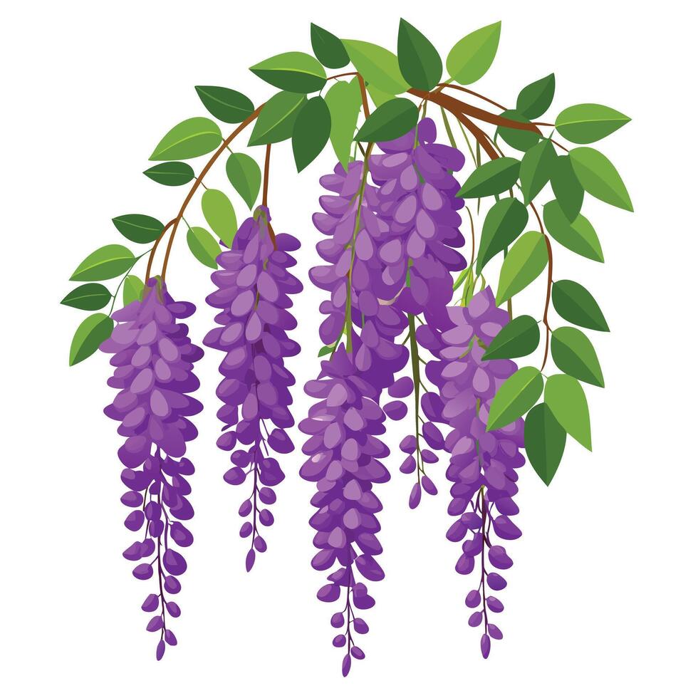 Rich Purple Wisteria with Yellow Flowers and Green Leaves in a Garden Setting vector