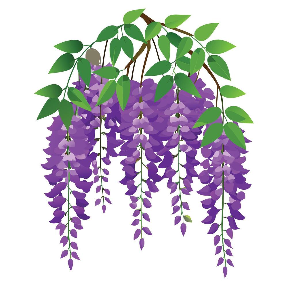 Rich Purple Wisteria with Pink Flowers and Green Leaves in a Garden Setting vector