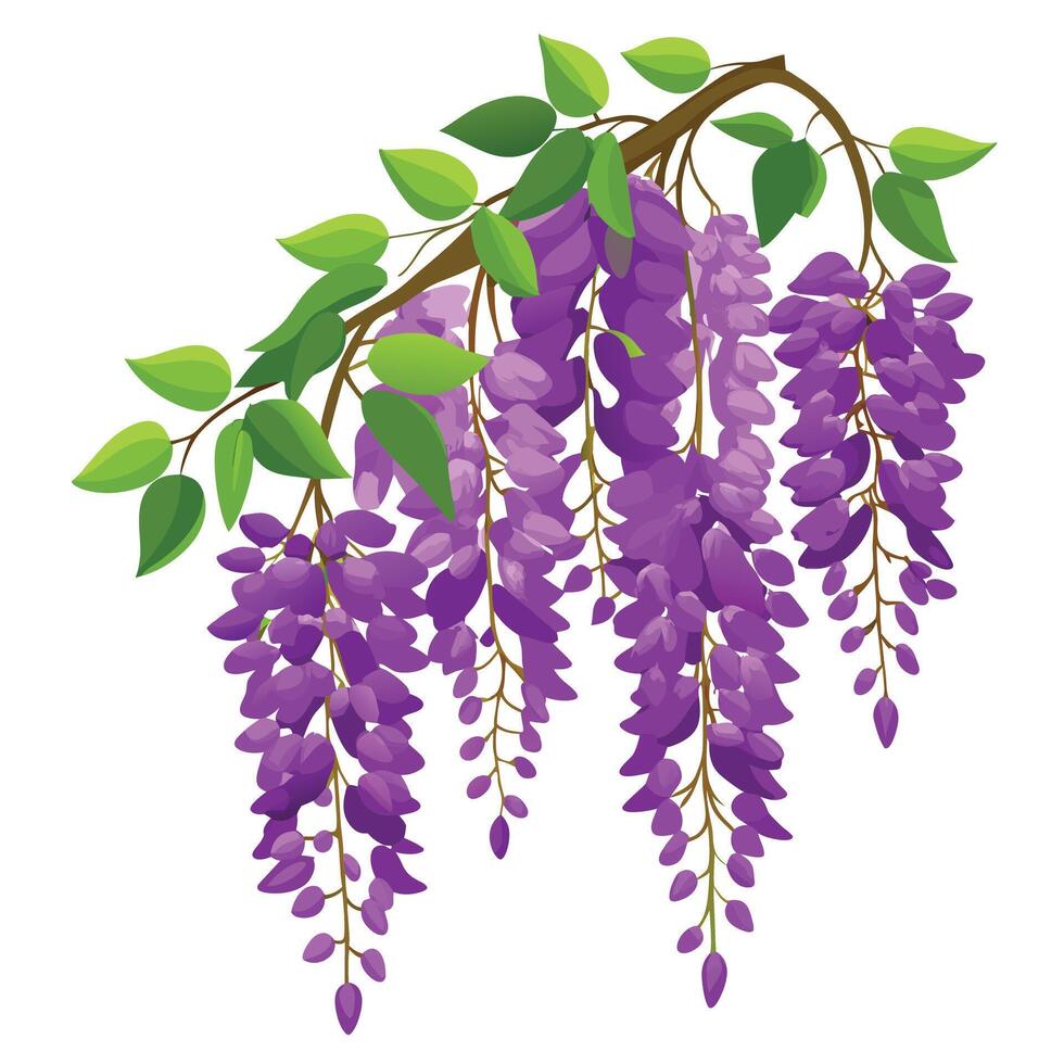 Beautiful Rich Purple Wisteria with Long Purple Flowers and Green Leaves vector