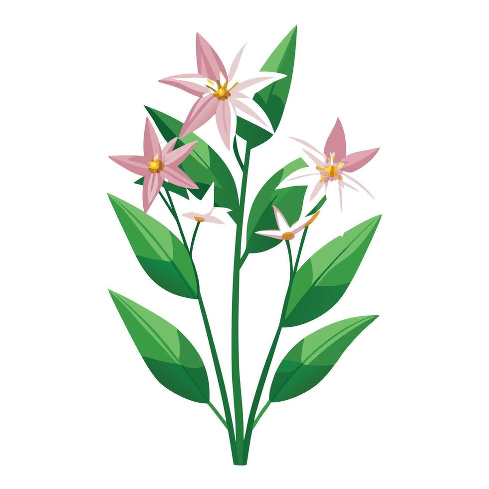 Detailed Illustration of a Shooting Star Plant with Pink Petals and Long Stems vector