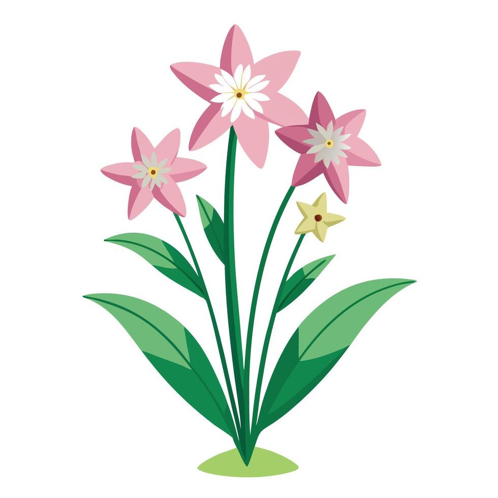 Beautiful Shooting Star Plant with White Flowers and Green Leaves vector
