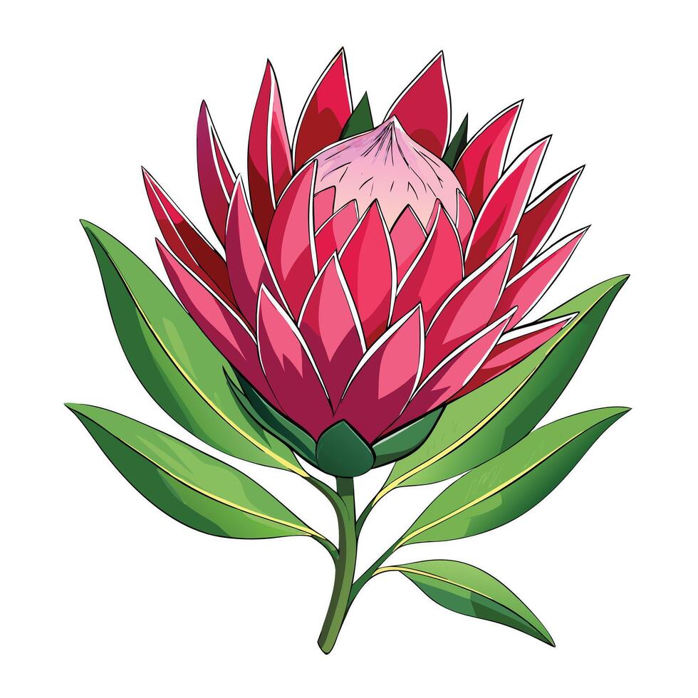 Botanical Illustration of a Protea Flower in Full Bloom with Green Leaves and Stems vector