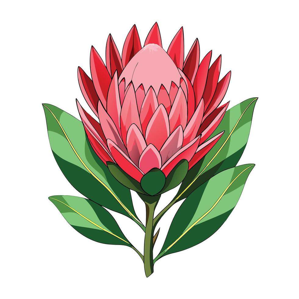 Beautiful Protea Flower with Large Flowers and Leaves vector