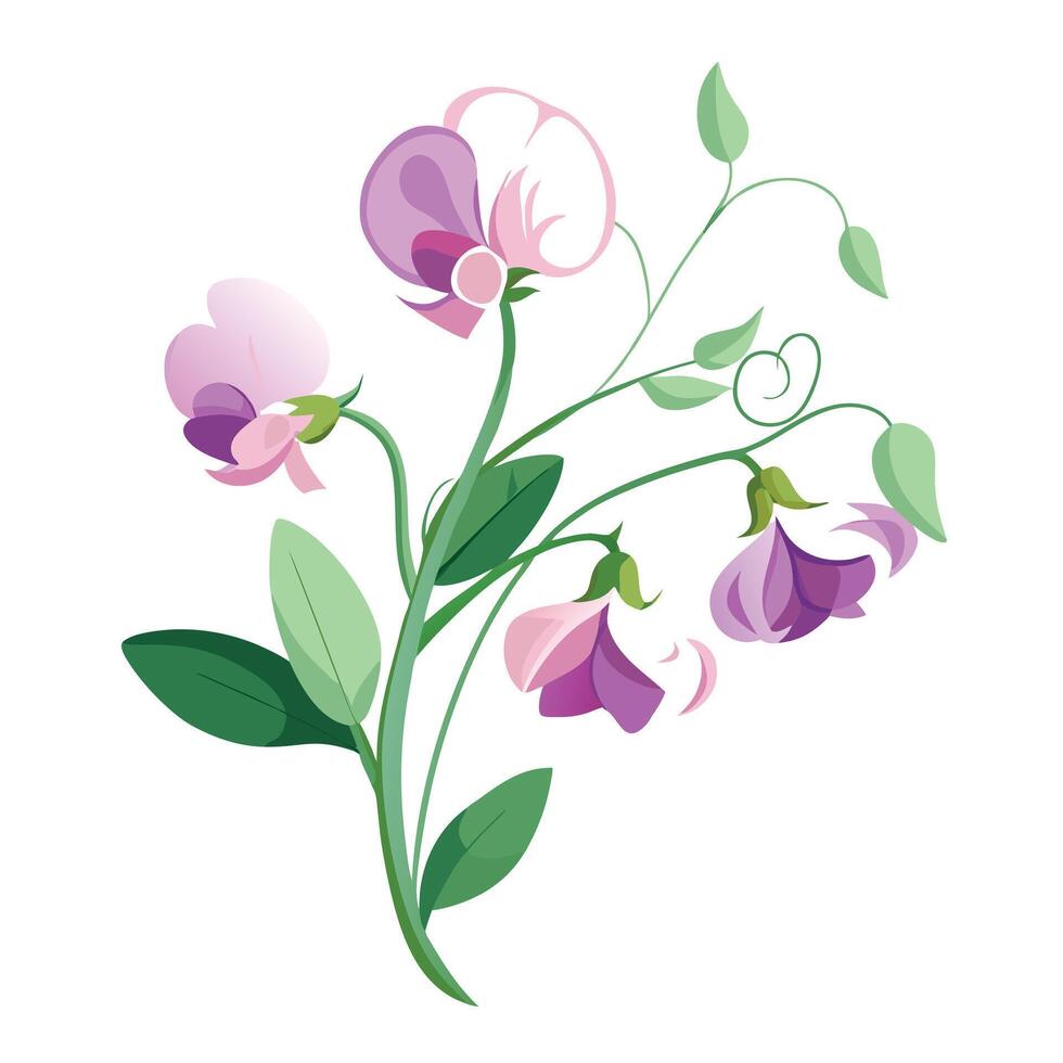 Beautiful Sweet Pea Plant with Fragrant Flowers and Leaves in a Natural Setting with a Trellis vector