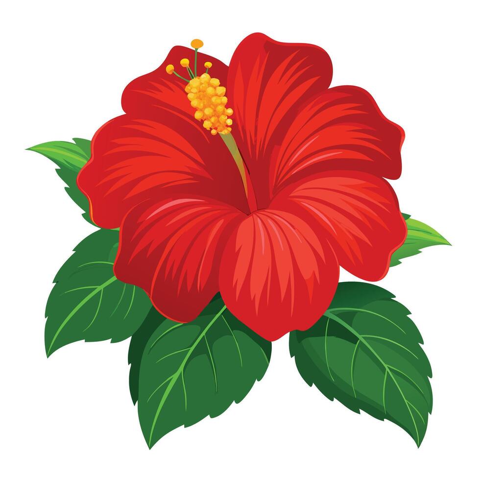 Botanical Illustration of a Hibiscus Plant in Full Bloom with Green Leaves and Stems Isollated on White Background vector