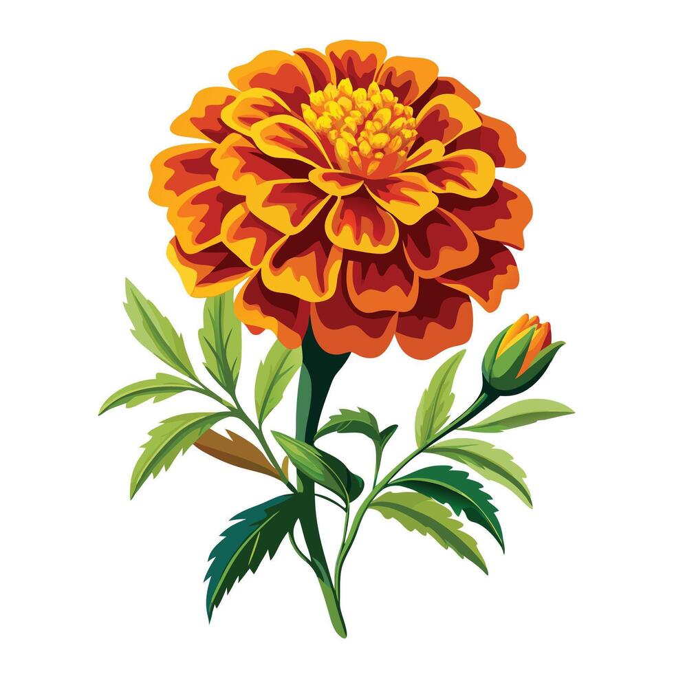 Botanical Illustration of a Marigold Plant in Full Bloom with Green Leaves and Stems vector