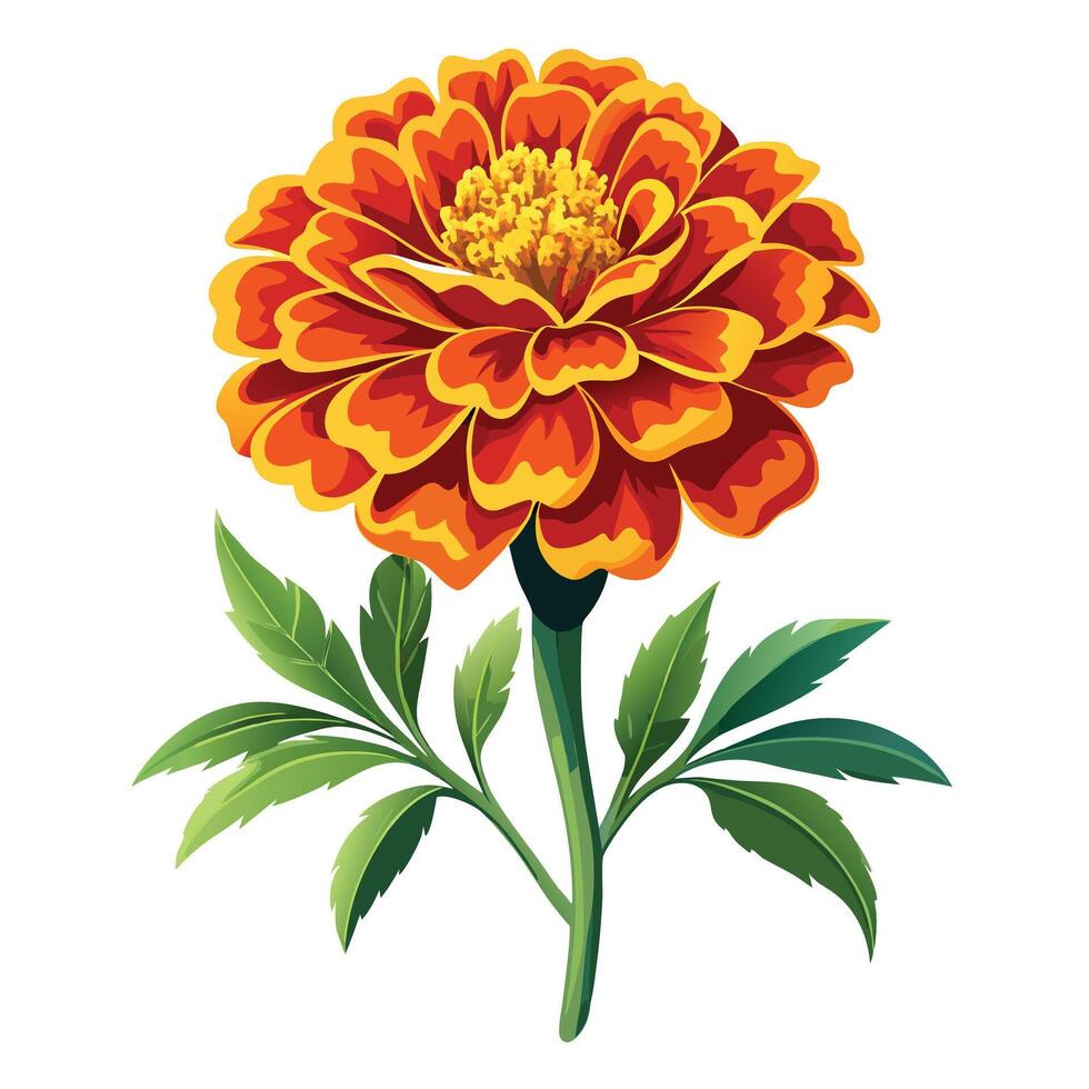 Vibrant Marigold Plant with Delicate Flowers and Leaves in a Natural Setting vector