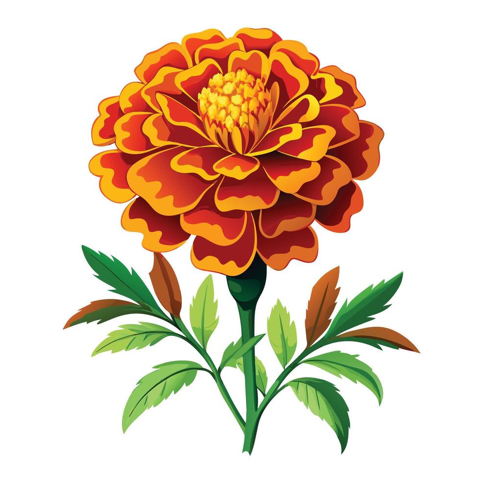 Beautiful Marigold Plant with Brightly Colored Flowers and Leaves vector