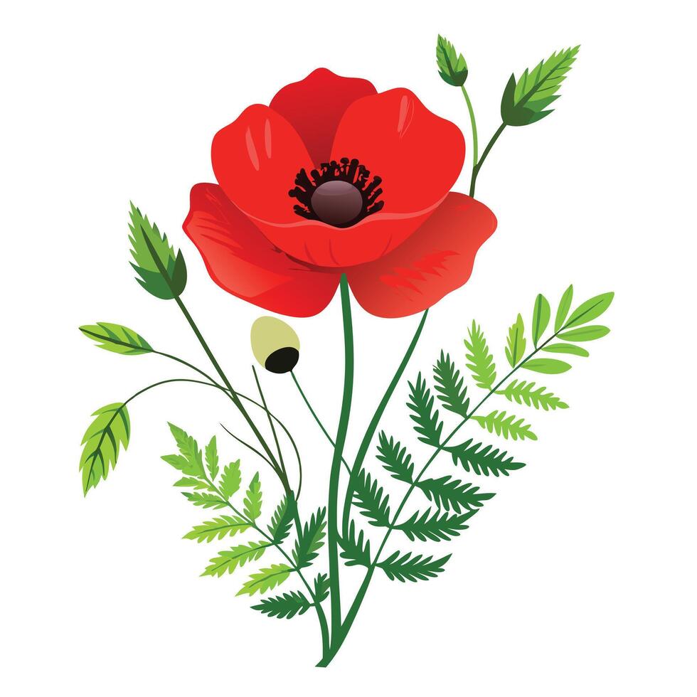 Beautiful Wild Poppy Plant with Delicate Flowers and Leaves vector