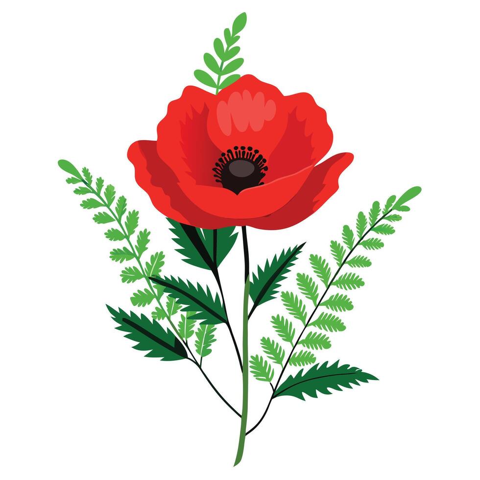 Botanical Illustration of a Wild Poppy Plant in Full Bloom with Green Leaves and Stems vector